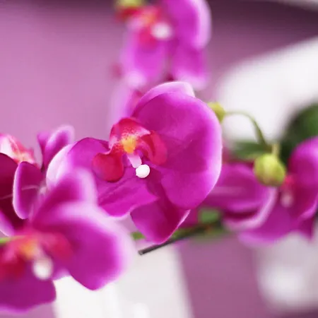 Guest house Iris Rome