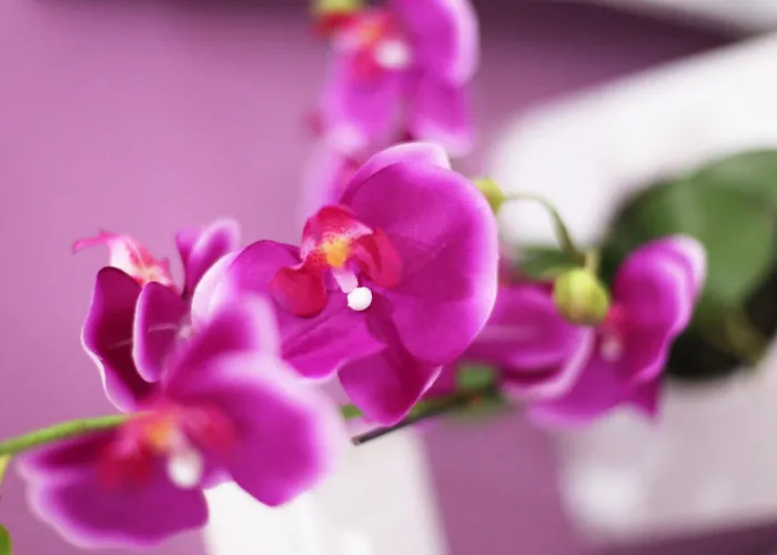 Guest house Iris Rome